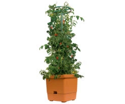 Tomato Tree W/3′ Tower